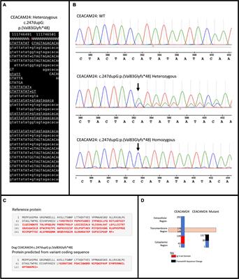 CEACAM Gene Family Mutations Associated With Inherited Breast Cancer Risk – A Comparative Oncology Approach to Discovery